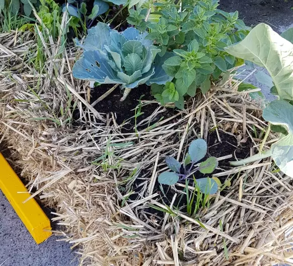 straw gardening techniques straw gardening techniques