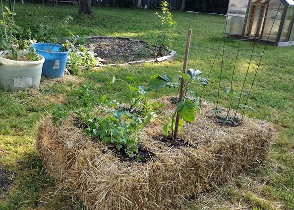 straw bale gardening straw bale gardening