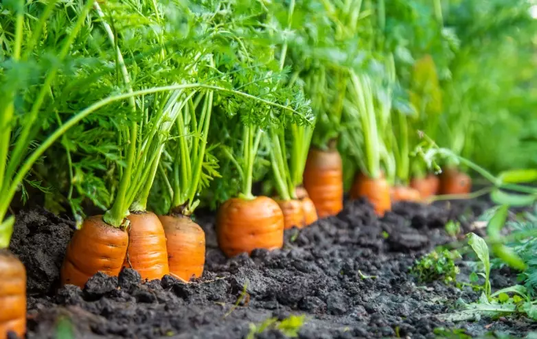 how to plant carrots how to plant carrots