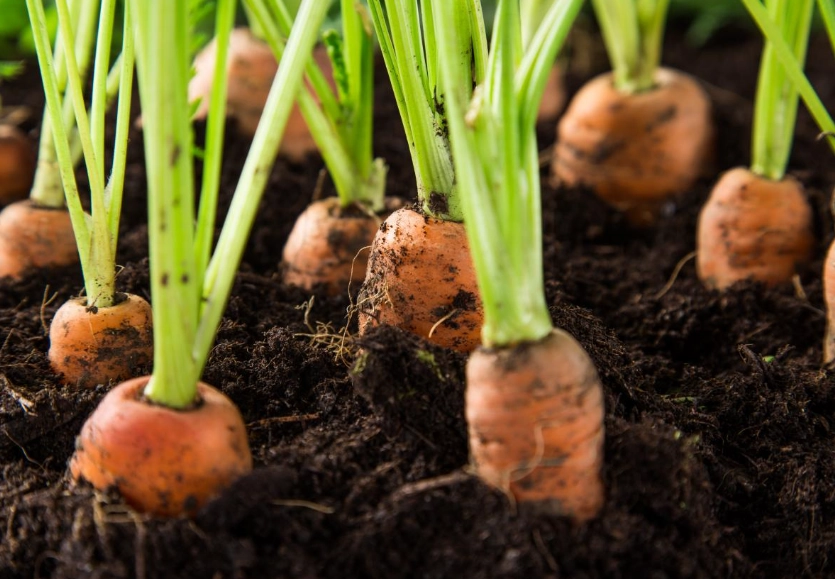 growing carrots growing carrots