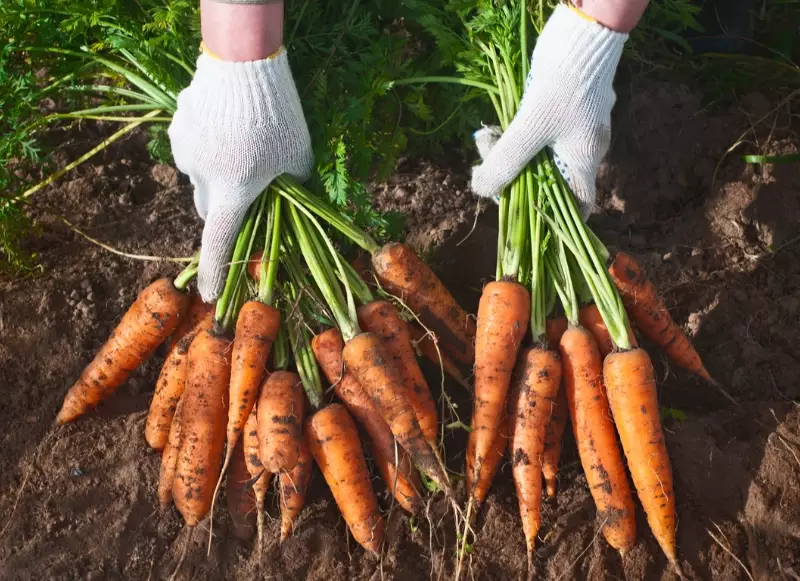 carrot gardening carrot gardening