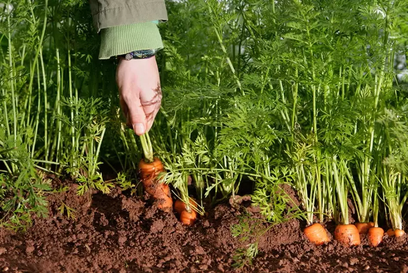 carrot gardening carrot gardening