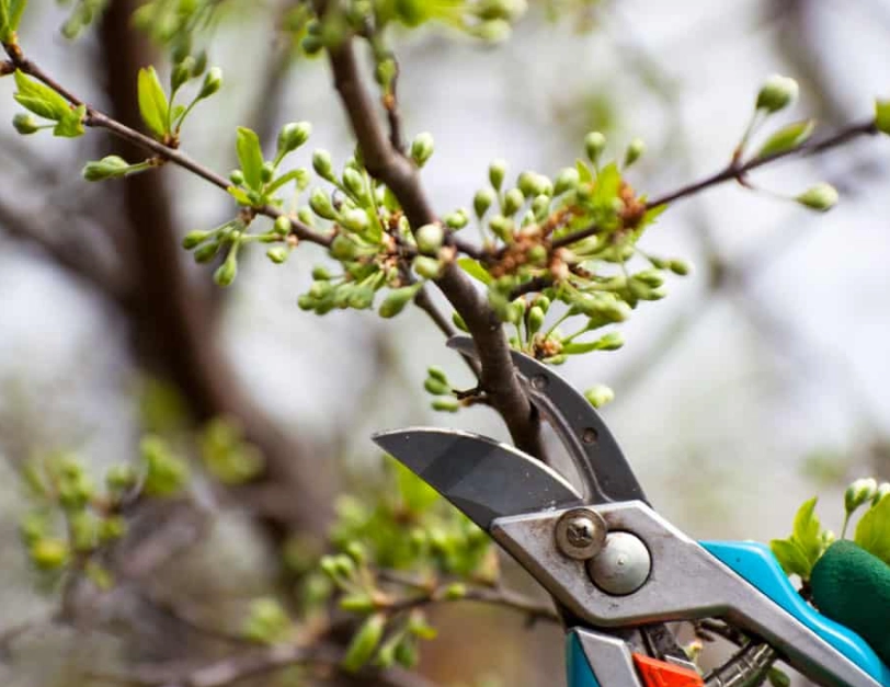 plant pruning