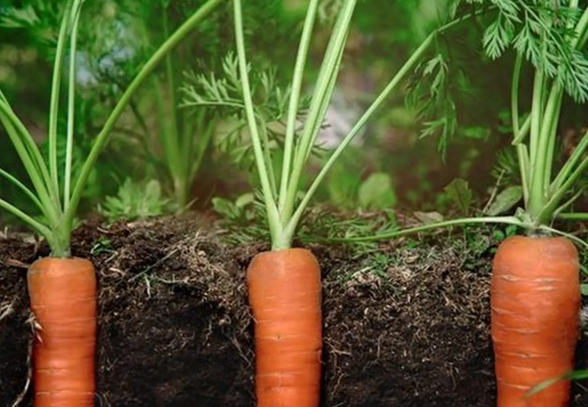 how to plant carrots how to plant carrots