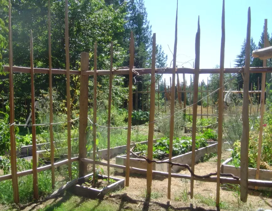 deer resistant plants deer resistant plants