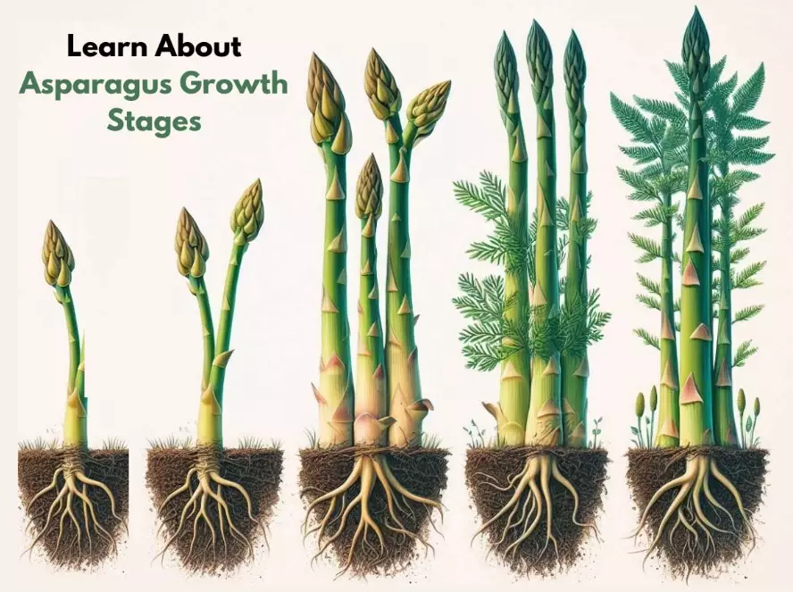 how to grow asparagus