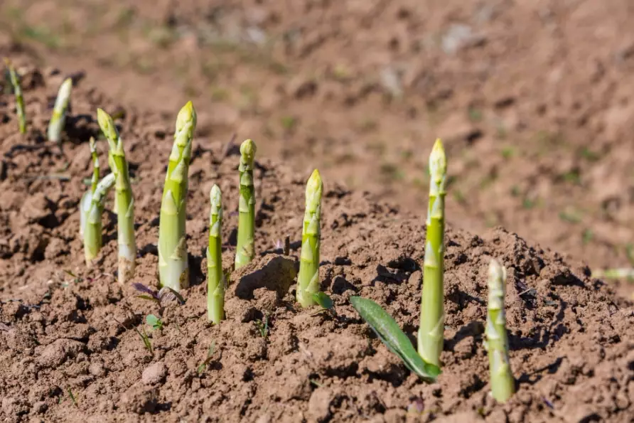 asparagus planting guide