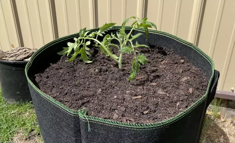 how to plant in grow bags how to plant in grow bags