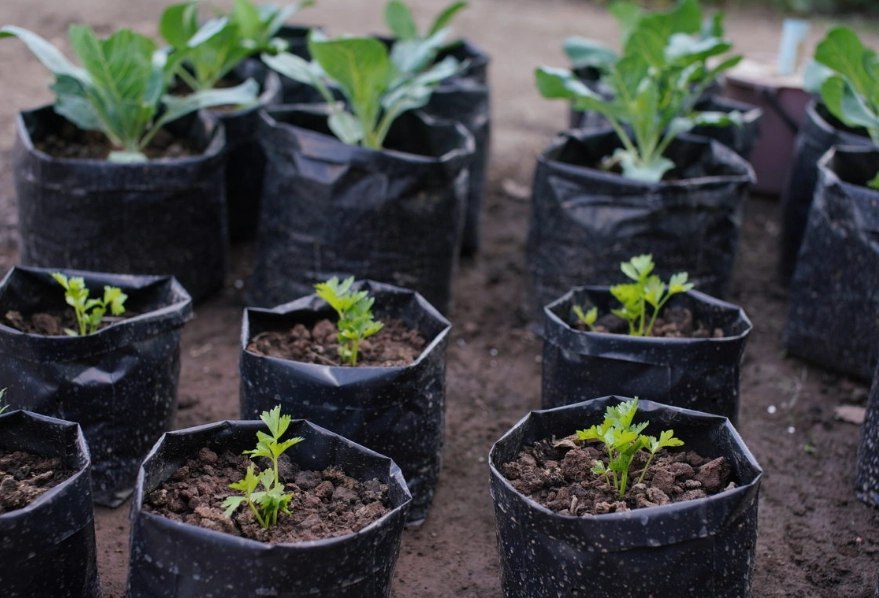 how to plant in grow bags how to plant in grow bags