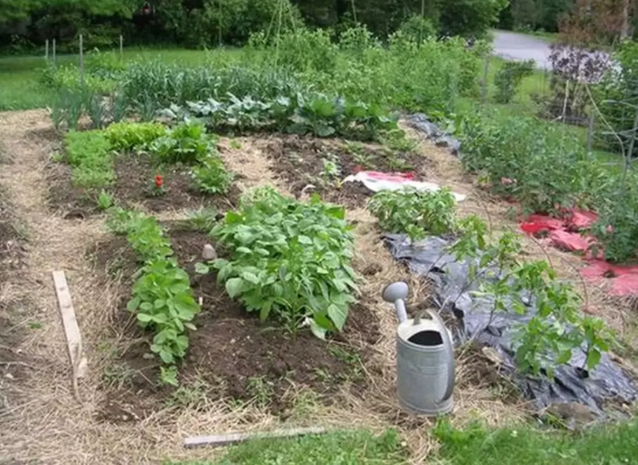no dig garden beds