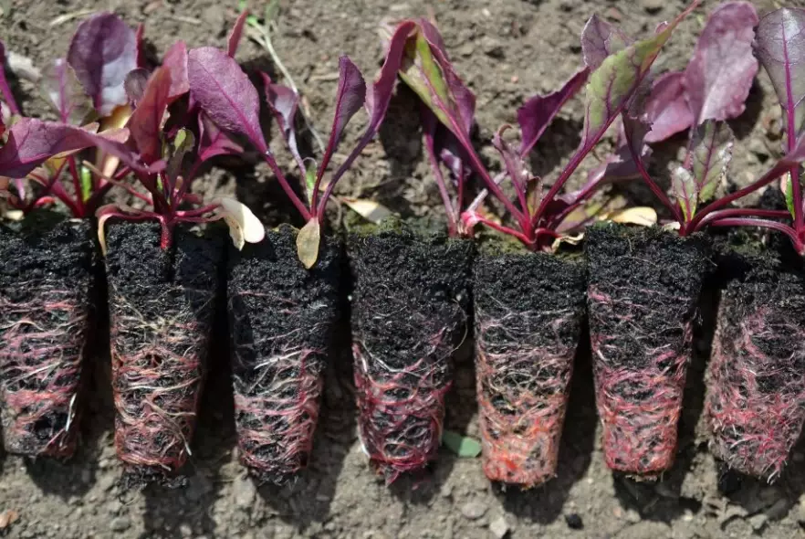 beet seedling problems