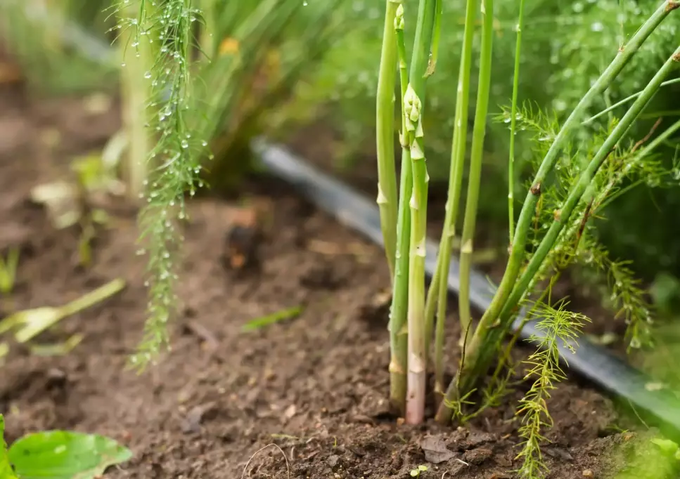asparagus planting guide