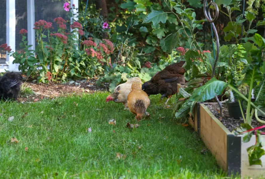 benefits of chicken gardening