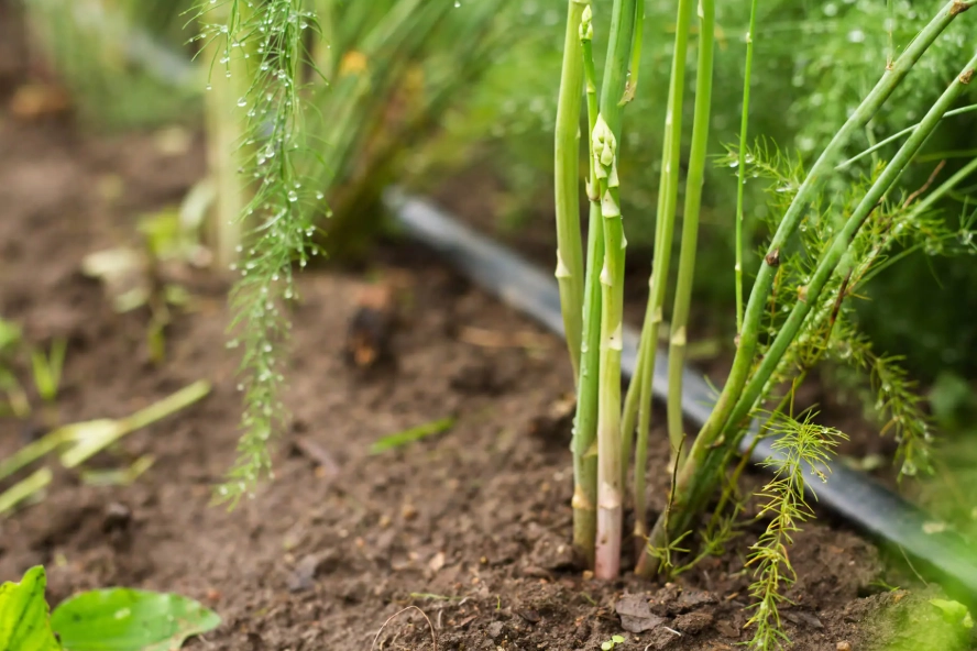 asparagus planting guide