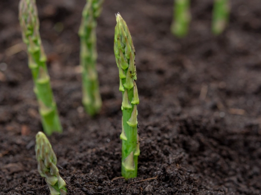 asparagus growing time
