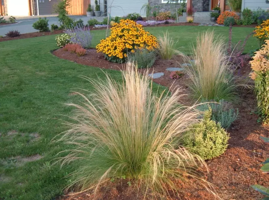 deer resistant plants deer resistant plants