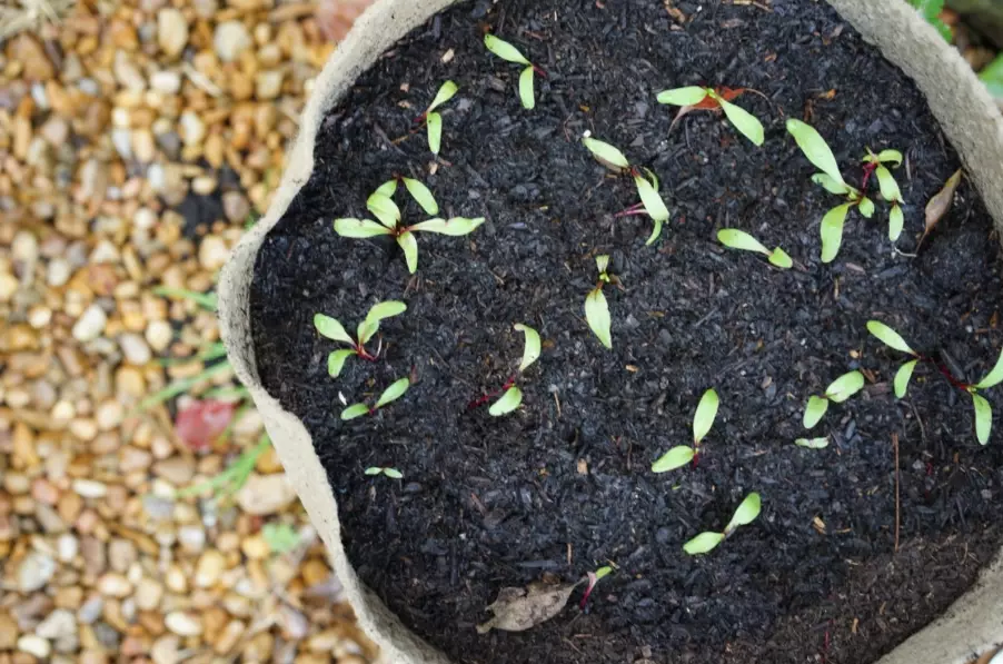 how to grow beet seedlings