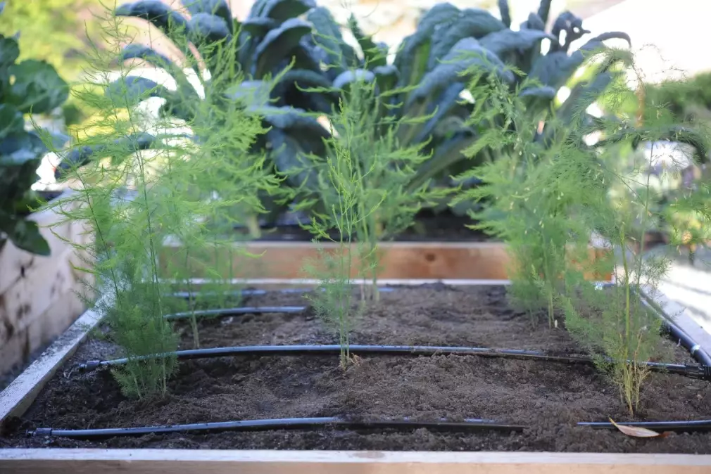 how to grow asparagus