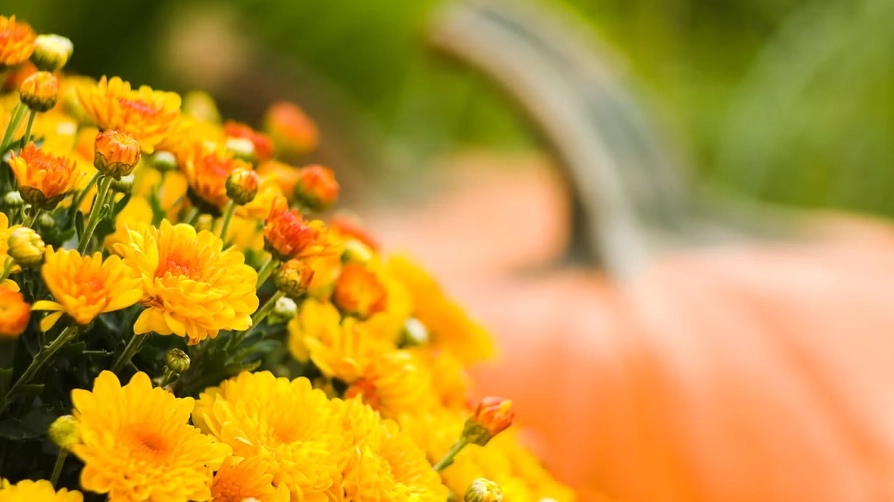 best vegetables to plant in fall