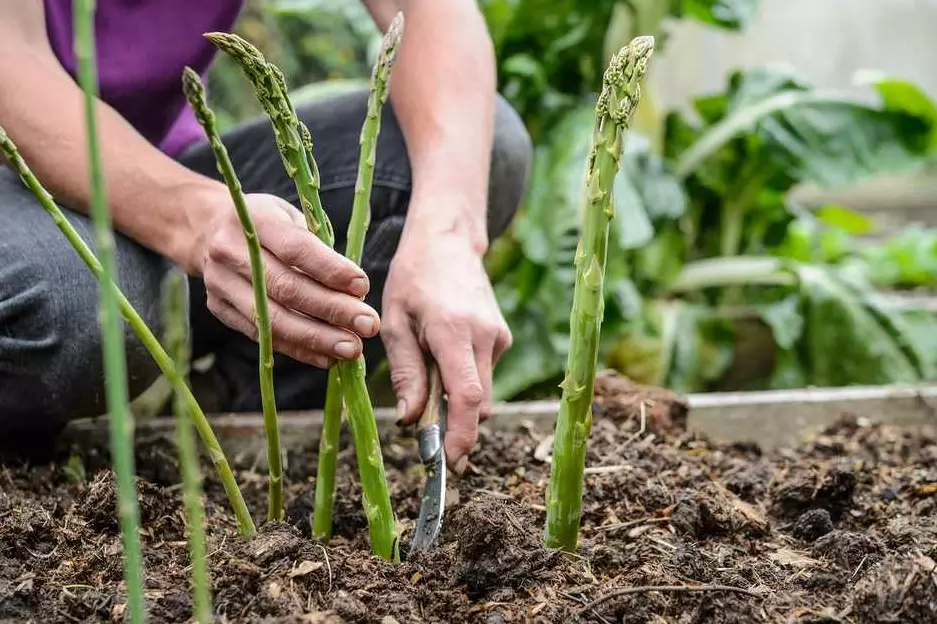 asparagus crown planting