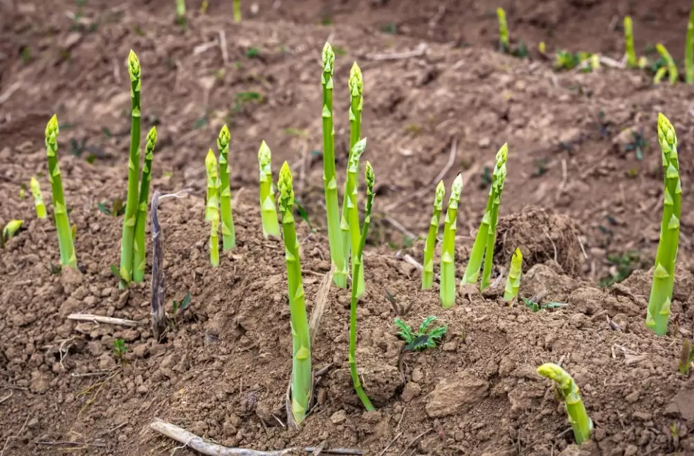 best time to plant asparagus