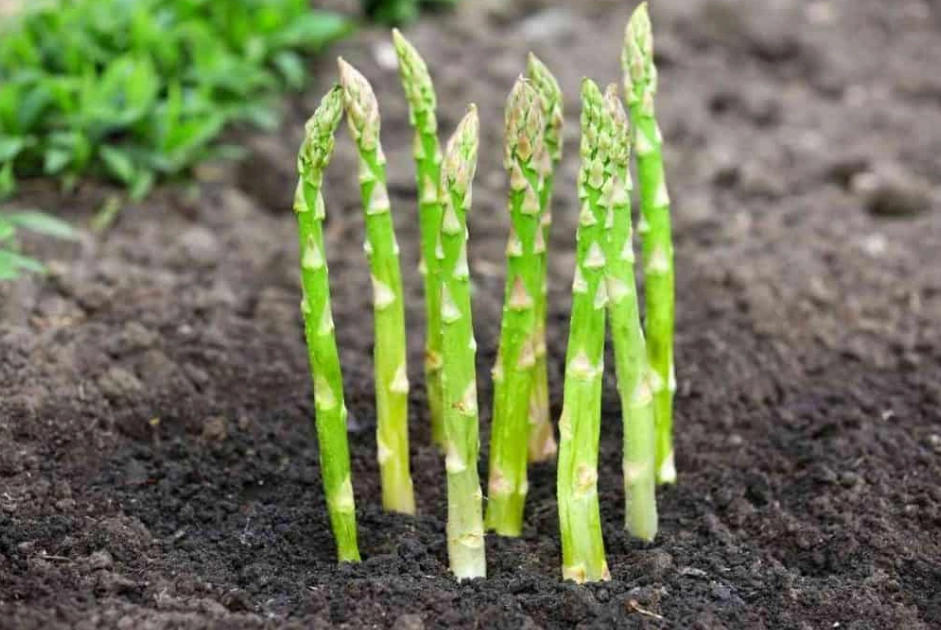 how to grow asparagus