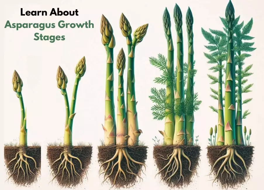 how long does asparagus take to grow