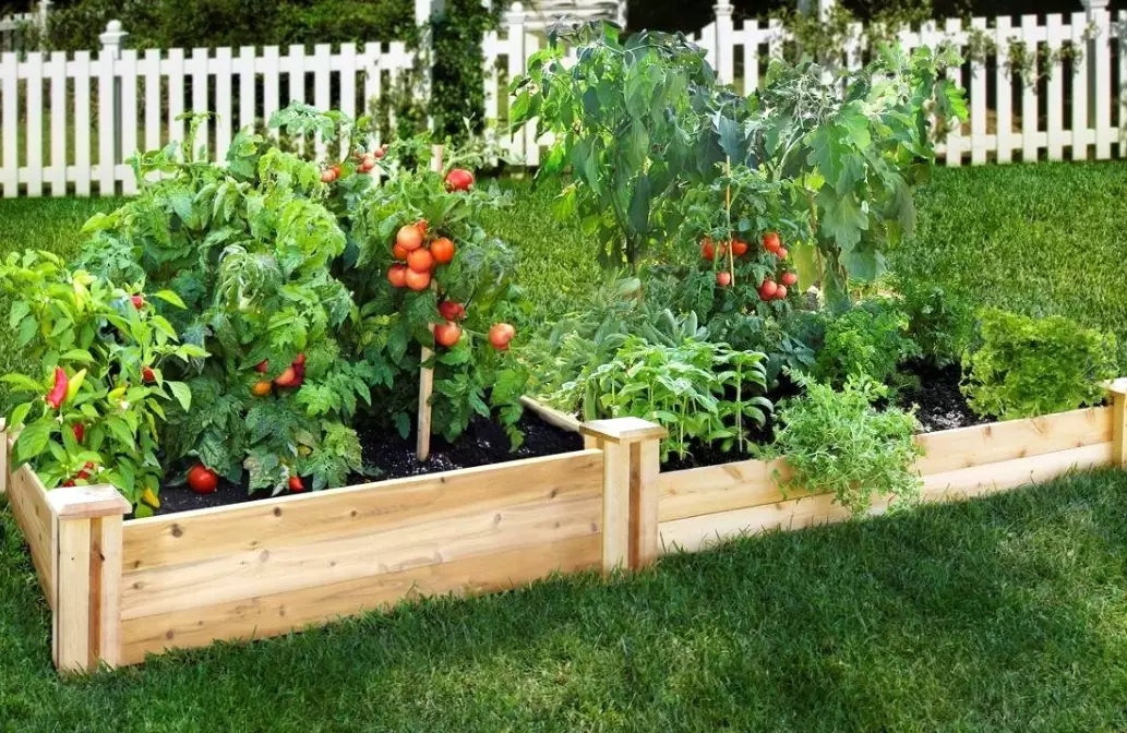 best plants for raised garden beds