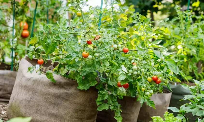 container gardening with grow bags container gardening with grow bags