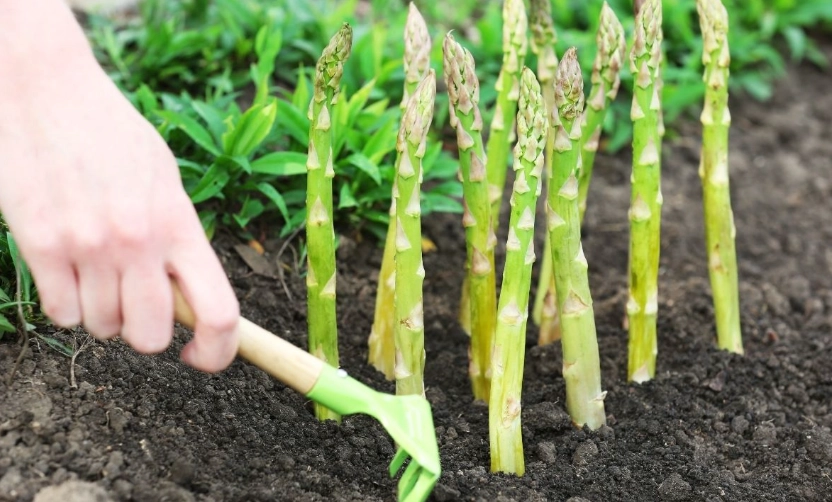 asparagus harvest time