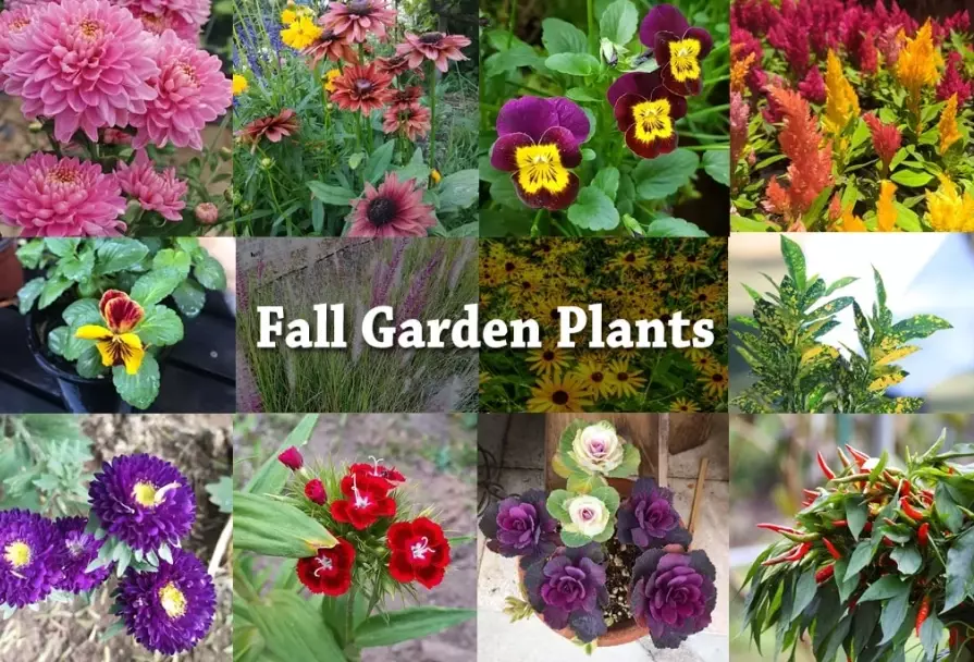 what to plant in autumn