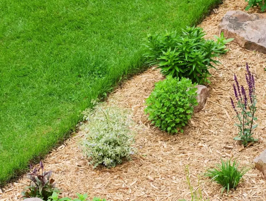 organic mulch for vegetable garden