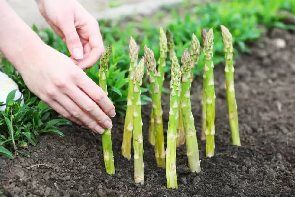 how to grow asparagus