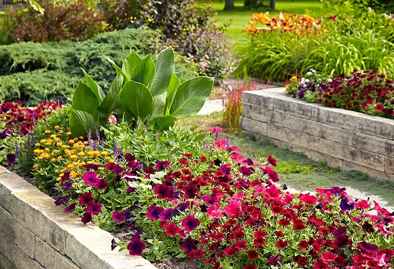 what to plant in raised beds