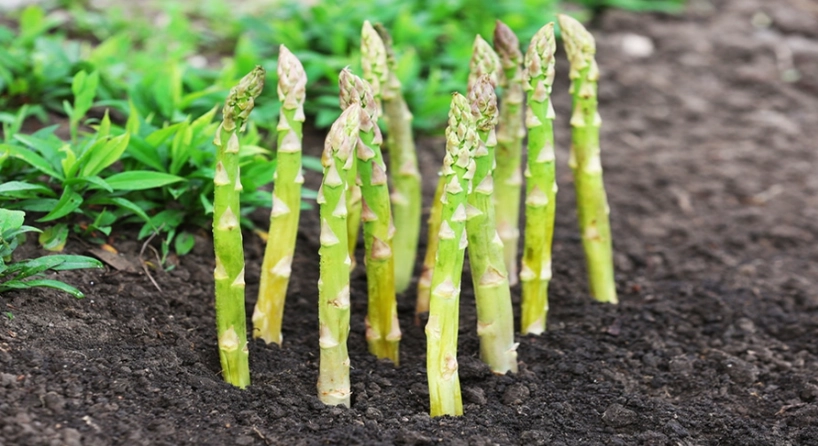 planting asparagus crowns planting asparagus crowns
