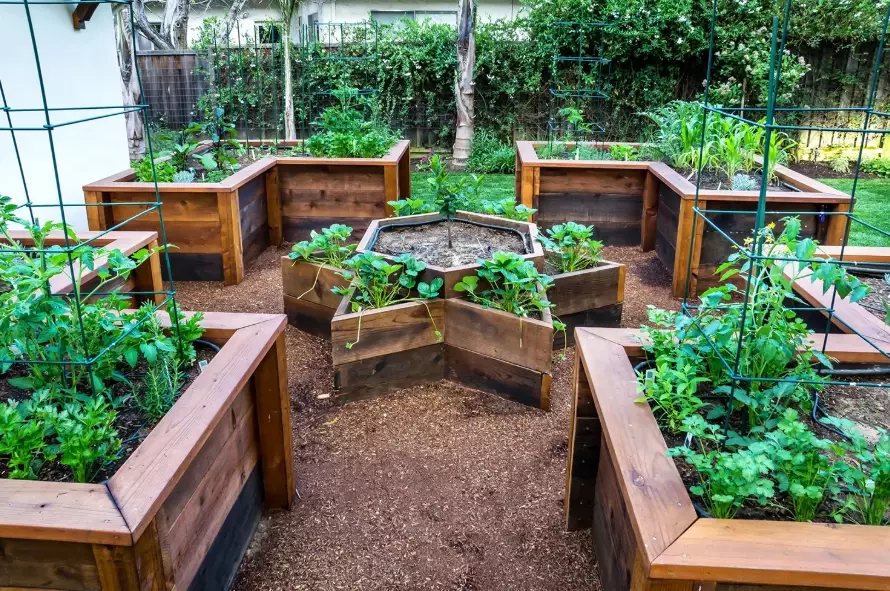 raised garden beds