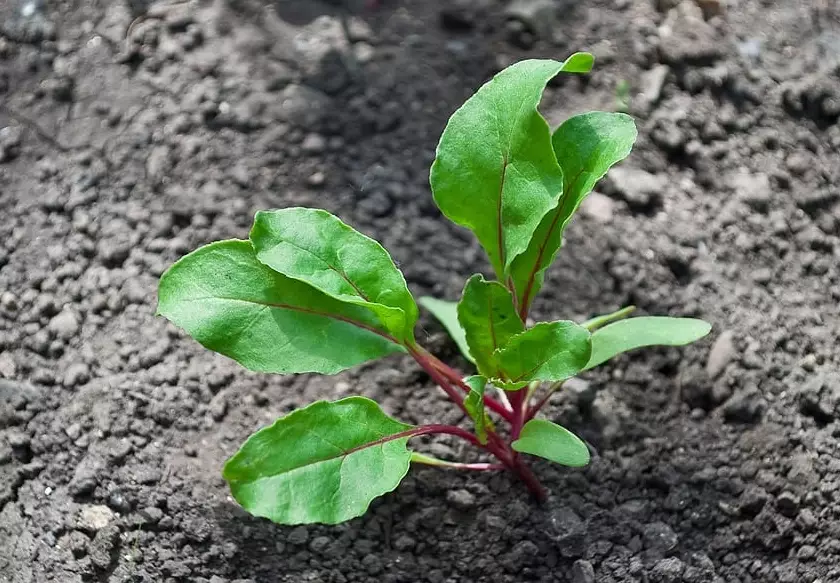 beet seedling problems