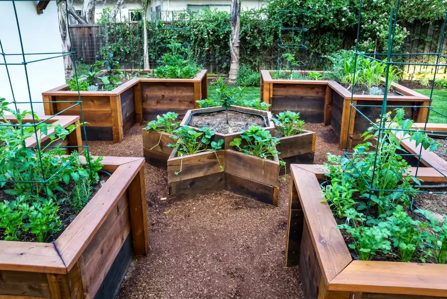 raised bed gardening