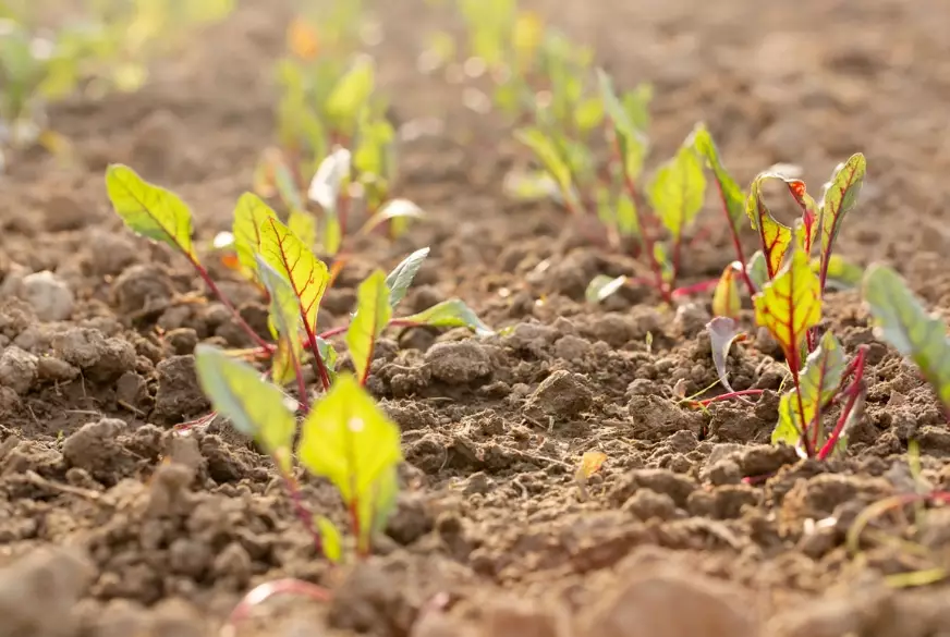 transplanting beet seedlings