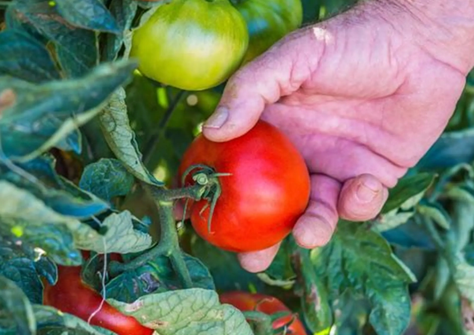 how to tell if tomatoes are ripe how to tell if tomatoes are ripe