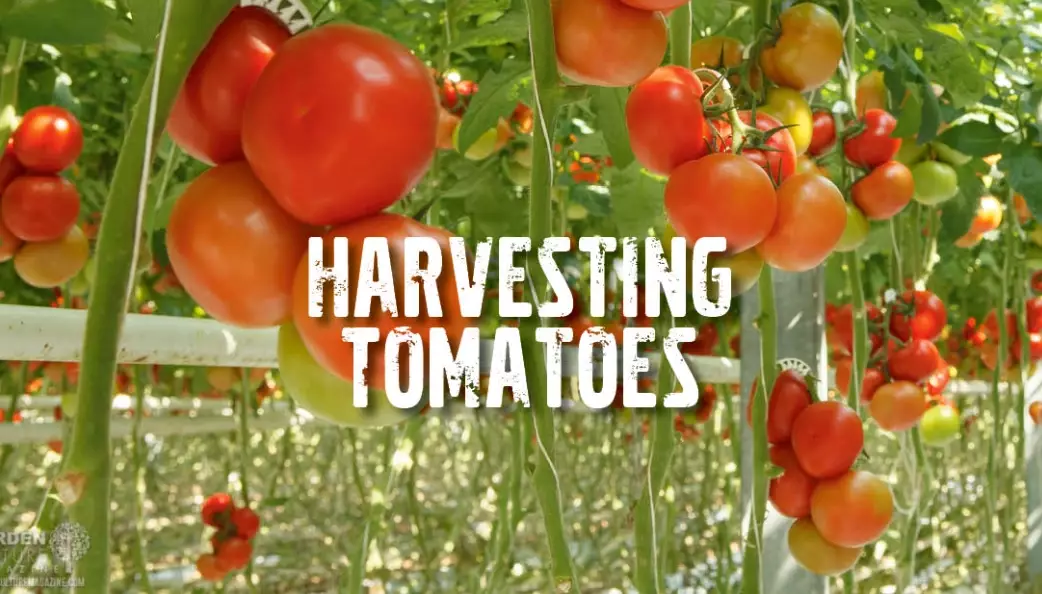 how to tell if tomatoes are ripe