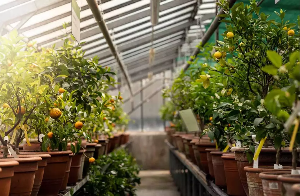 how to grow fruit trees