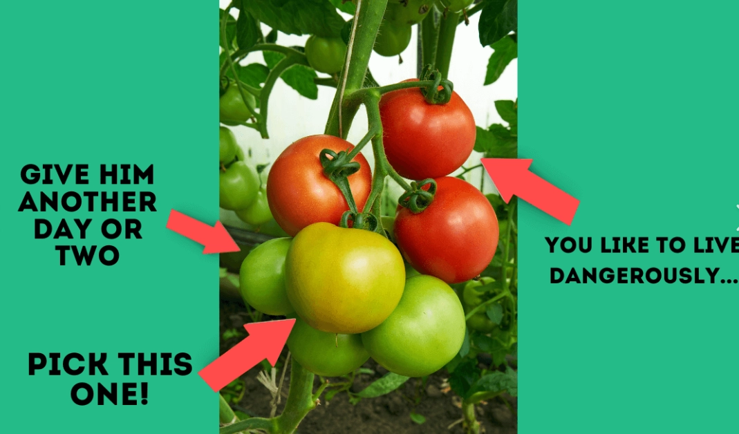 tomato harvesting tips tomato harvesting tips