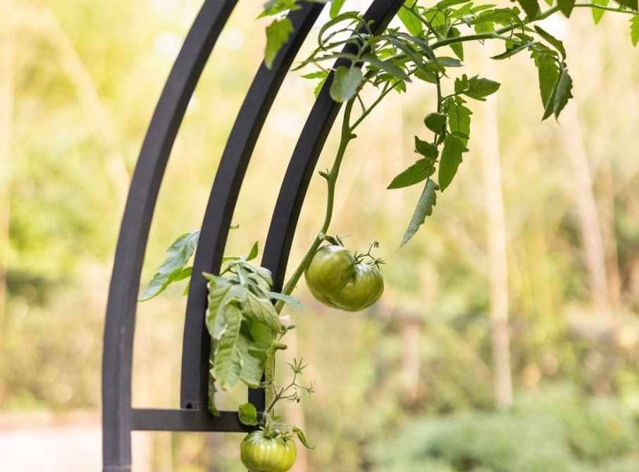 harvesting tomatoes harvesting tomatoes
