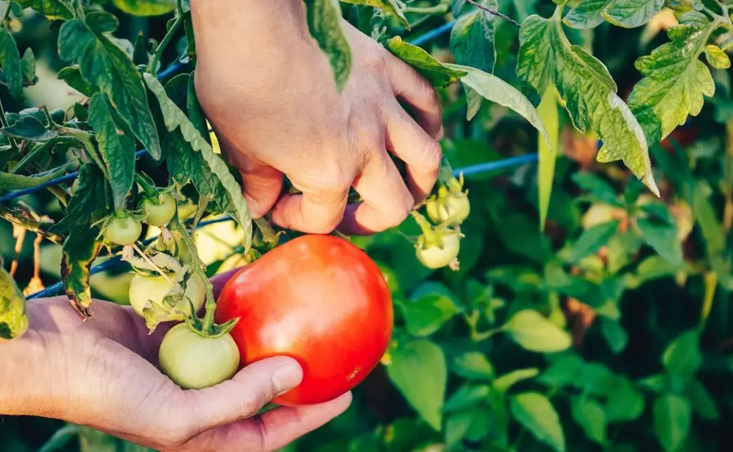 when should i pick my tomatoes off the vine