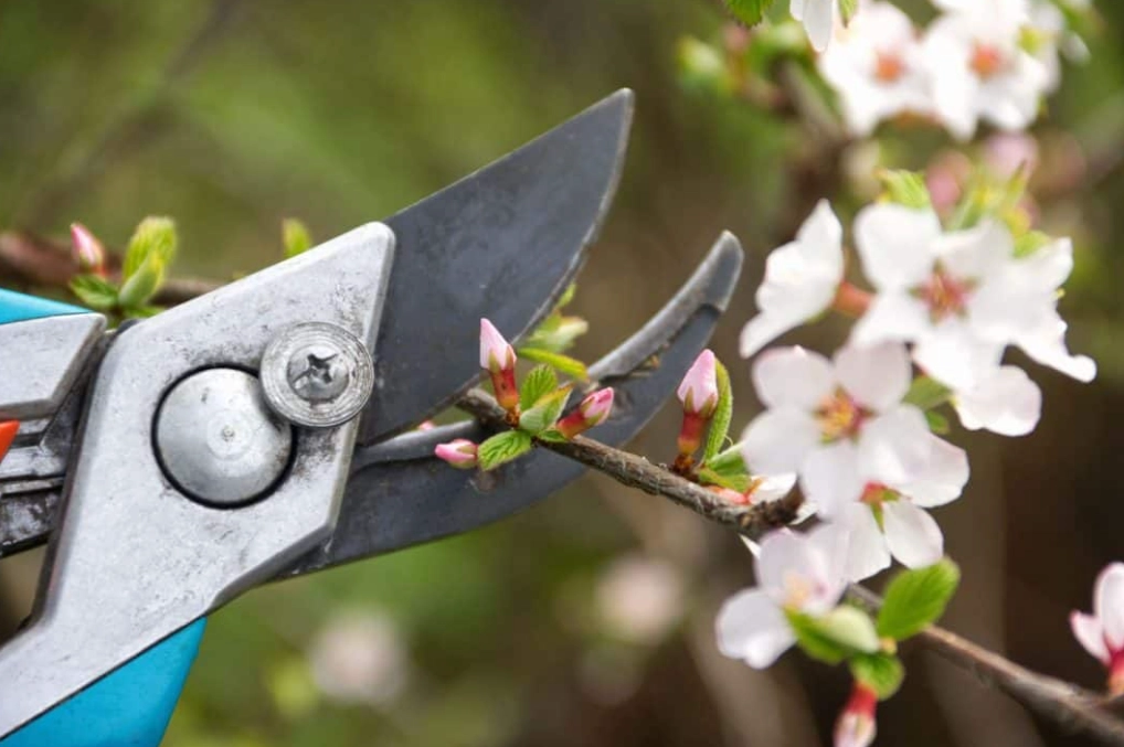 plant pruning techniques plant pruning techniques