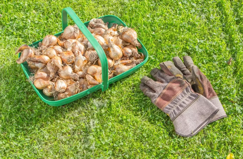 naturalizing bulbs in grass