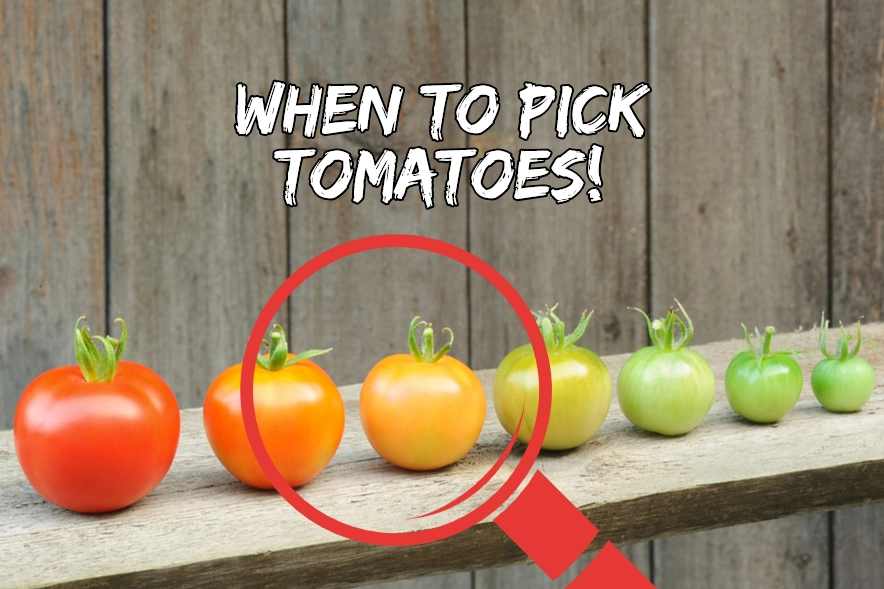 when to pick tomatoes off the vine when to pick tomatoes off the vine