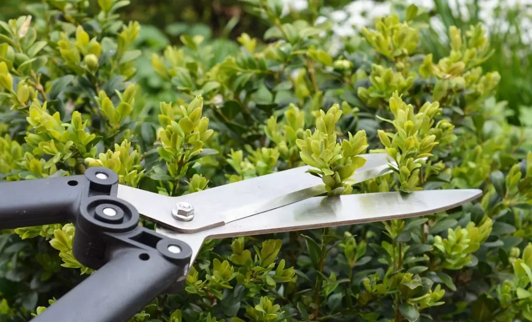 how to prune plants