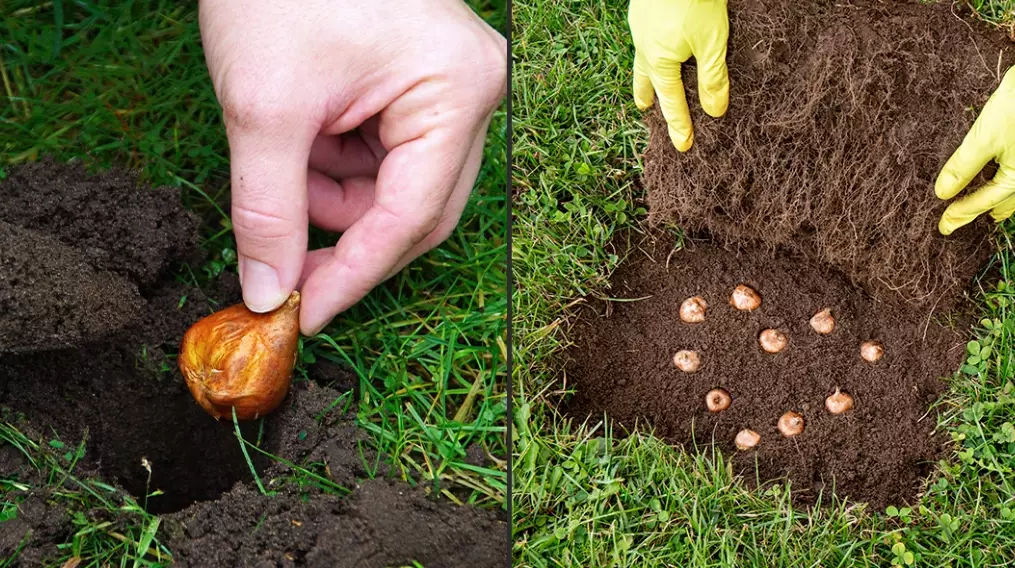 naturalizing bulbs in grass
